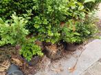 Buxus, Tuin en Terras, Ophalen, Buxus