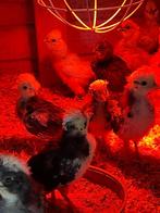 Kuikens 2026 te koop, Dieren en Toebehoren, Pluimvee, Meerdere dieren, Kip