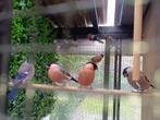 goudvink, Dieren en Toebehoren, Vogels | Overige Vogels, Meerdere dieren, Wildzangvogel, Geringd
