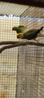 Bb colliers halsband, Dieren en Toebehoren, Vogels | Parkieten en Papegaaien