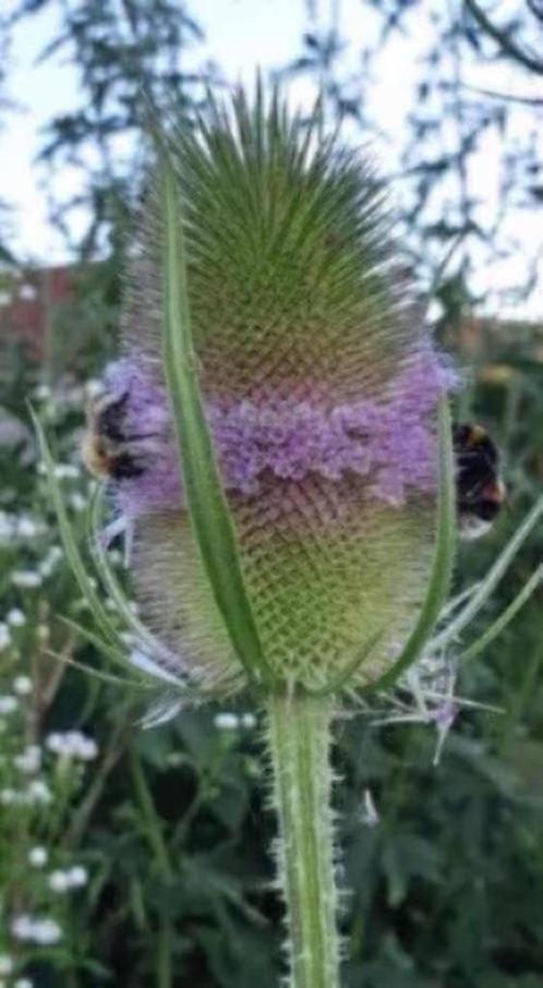 Kaardenbol zaailingen, 0,75 cent, bijen en putterplant, Tuin en Terras, Planten | Tuinplanten, Tweejarig, Overige soorten, Volle zon