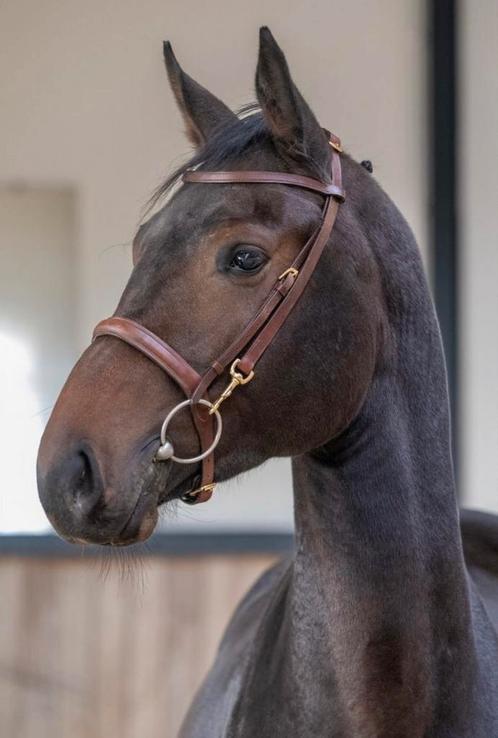 Top gefokte jonge hengst zoon van topverervers, Dieren en Toebehoren, Paarden, Hengst, Onbeleerd, 165 tot 170 cm, 3 tot 6 jaar