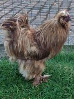 Gezocht  een  usa zijde haan   ( kleur choco  ) zie foto, Dieren en Toebehoren, Pluimvee