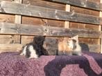 Meerdere teddy dwerg dwergkonijnen, Dieren en Toebehoren, Konijnen, Meerdere dieren, Dwerg, 0 tot 2 jaar