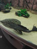 Pleco gratis, Dieren en Toebehoren