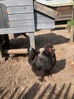 Zojdehoen haan, Dieren en Toebehoren, Pluimvee
