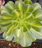 Aeonium jade glass, Huis en Inrichting, Kamerplanten, Ophalen of Verzenden, Vetplant