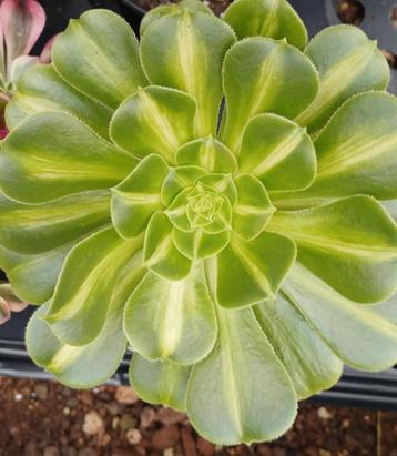 Aeonium jade glass  beschikbaar voor biedingen
