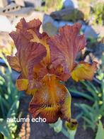 Iris Germanica.  4 Struiken, Ophalen, Vaste plant, Overige soorten