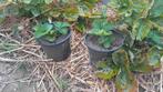 Aardbei planten korona, Tuin en Terras, Planten | Tuinplanten, Ophalen