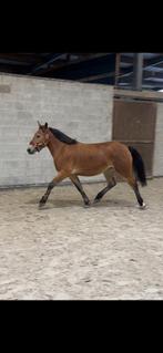 5 jarige pony merrie 137cm, Dieren en Toebehoren, Merrie