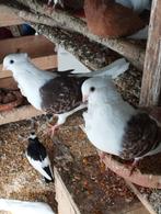 Vele soorten sierduiven, Dieren en Toebehoren, Vogels | Duiven