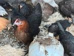 Marans cream legbar en barnevelder