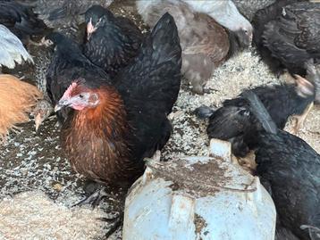 Marans cream legbar en barnevelder beschikbaar voor biedingen