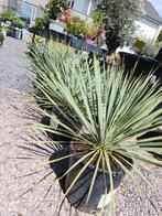 Yucca Rostrata - palmlelie, Tuin en Terras, Ophalen