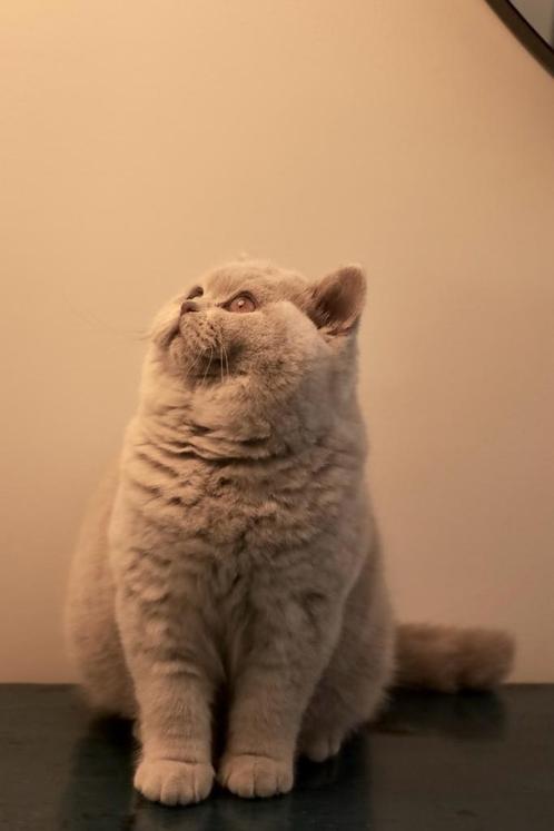 Britse korthaar, Dieren en Toebehoren, Katten en Kittens | Raskatten | Korthaar, Meerdere dieren, 0 tot 2 jaar, Gechipt, Ontwormd