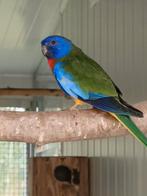 Perruches splendides, Plusieurs animaux, Perruche, Bagué