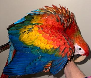 Super tamme baby ara, geelvleugel ara beschikbaar voor biedingen