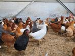 Legkippen vandaag geopend, Dieren en Toebehoren, Pluimvee, Kip