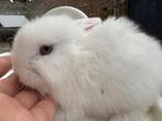 Baby konijn meisje, Dieren en Toebehoren, Konijnen, Vrouwelijk, Klein, Hangoor, 0 tot 2 jaar