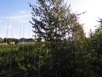 Geveerde bomen, Tuin en Terras, Planten | Bomen, Lente, 100 tot 250 cm, Zuilboom, Ophalen