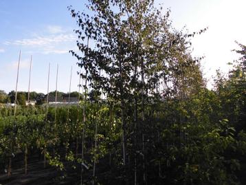 Geveerde bomen beschikbaar voor biedingen