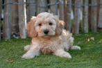 Prachtige cockapoo pups (abrikoos/rood), België, Overige rassen, CDV (hondenziekte), 8 tot 15 weken