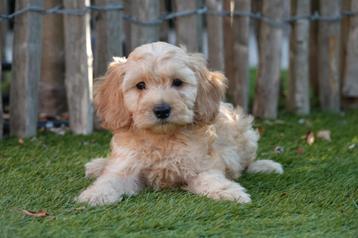 Prachtige cockapoo pups (abrikoos/rood) beschikbaar voor biedingen