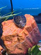 Jonge Trachemys venusta, Dieren en Toebehoren, Reptielen en Amfibieën, Amfibie