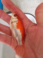 Sarasas sluier staarten 12 cm