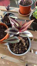 Tradescantia Zebrina, En pot, Plante à fleurs, Plein soleil, Enlèvement ou Envoi