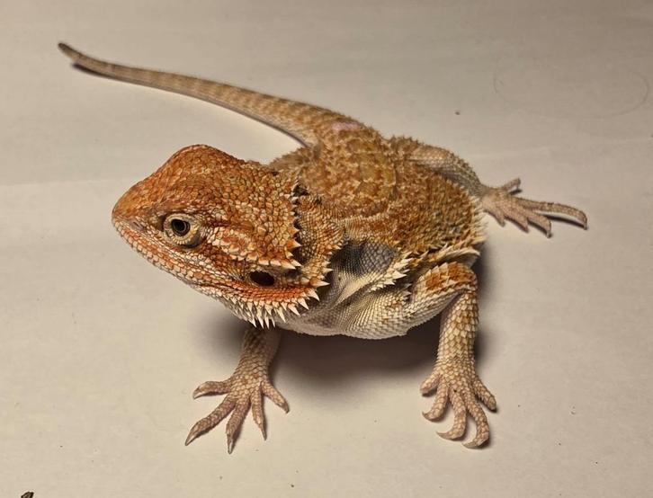 Jonge baardagaam | Orange hypo het trans ️️33% het zero♀️, Dieren en Toebehoren, Reptielen en Amfibieën, 0 tot 2 jaar, Tam