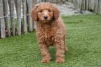 Abrikoze medium Labradoodle pups met stamboom, Dieren en Toebehoren, België, Overige rassen, CDV (hondenziekte), 8 tot 15 weken