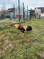 Soeandese vechter, Animaux & Accessoires, Volatiles