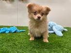 PomChi pups