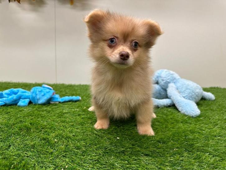 PomChi pup, Dieren en Toebehoren, Honden | Niet-rashonden, Klein, Reu, Fokker | Professioneel, Eén hond, België, 8 tot 15 weken