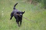 Labrador pups met stamboom, België, Fokker | Hobbymatig, 8 tot 15 weken, Labrador retriever