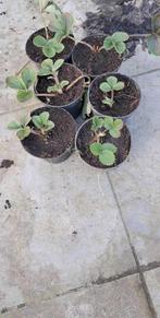aardbeiplantjes, Ophalen, Zomer
