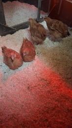 Kabir hanen, Dieren en Toebehoren, Pluimvee