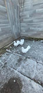 Mooi duiven te koop, Dieren en Toebehoren, Vogels | Duiven