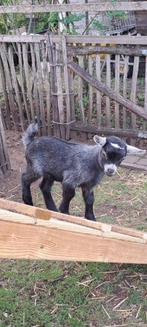 2 Dwerggeit Miekes, Dieren en Toebehoren, Vrouwelijk, Geit, 0 tot 2 jaar