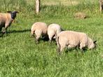 Chèvres agneaux à vendre pour la reproduction, Animaux & Accessoires, Moutons, Chèvres & Cochons