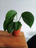 Monstera pinnatipartitta, Huis en Inrichting, Kamerplanten, Ophalen of Verzenden