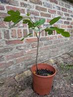 Vijgenstruiken in pot, Ophalen