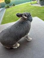 konijn, Dieren en Toebehoren, Mannelijk, Middelgroot, 3 tot 5 jaar