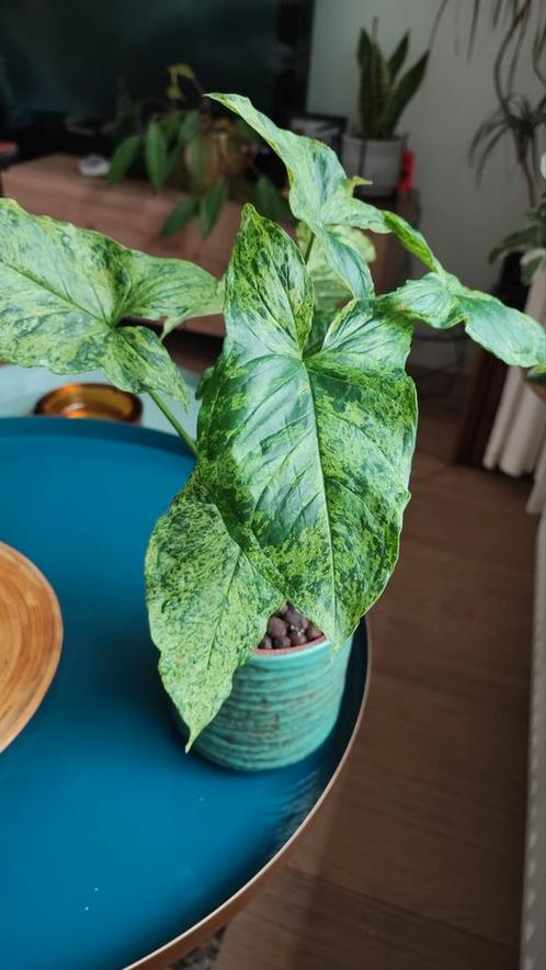 Syngonium Mottled 40cm + pot, Huis en Inrichting, Kamerplanten, Ophalen