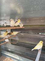Heel mooie kanaries, Dieren en Toebehoren, Vogels | Parkieten en Papegaaien, Geslacht onbekend