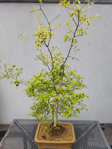 Kaki Diospyros Bonsai beschikbaar voor biedingen