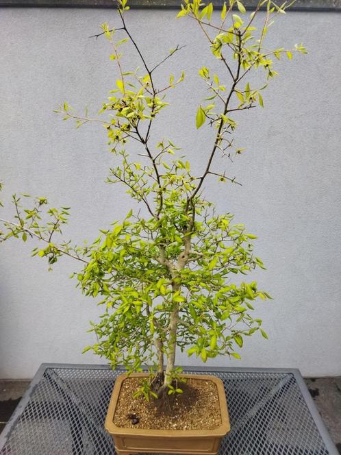 Kaki Diospyros Bonsai, Tuin en Terras, Planten | Bomen, Overige soorten, Minder dan 100 cm, Halfschaduw, In pot, Ophalen
