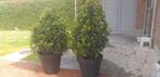 Laurier sauce, terrasse, jardin, restaurant,..., Enlèvement, Laurier, Arbuste, 100 à 250 cm